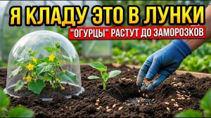 КЛАДУ ЭТО В ЛУНКУ — И ОГУРЦЫ ПРУТ ДО САМЫХ ЗАМОРОЗКОВ! СЕКРЕТ, О КОТОРОМ МОЛЧАТ…