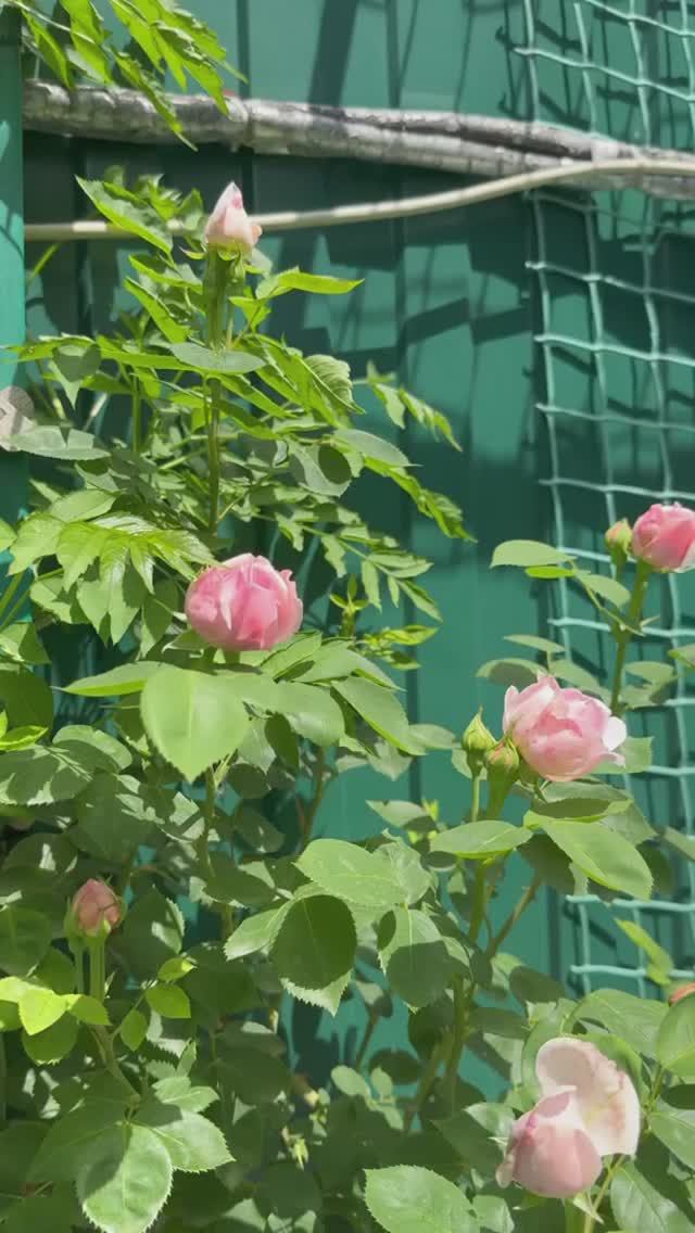 Начинается время роз🌸 смотреть онлайн