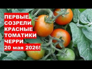 Хотите ранний урожай? Сажайте эти томаты черри в кашпо!
