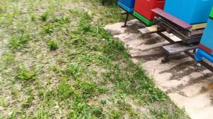 24.05.26. Рой у пасеки и сколько в нем маток???