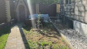 Наш завтрак. Появился первый арбузик, который посадили 10 апреля. #нашучасток #живемвснт #домвснт