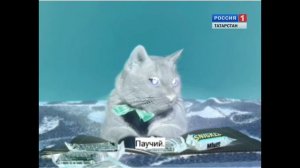 НЕДОВОЛЬНЫЙ СОТРУДНИК СМЕШНЫХ ТЕЛЕКАНАЛОВ КОТОРЫЕ ТАНИРОВАЛИСЬ КОТИКИ В ШКОЛЕ НУ ЭТО ФЕЙКЭТОТИКТОК?6