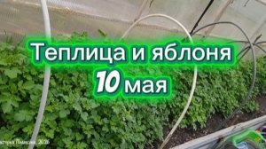 Природное земледелие, полезные советы. Теплица и яблоня 10 мая