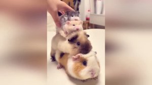 Уморительные животные: смех гарантирован!