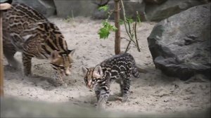 Котёнок оцелота играет и пьёт водичку, а мама за ним следит 19.05.2026