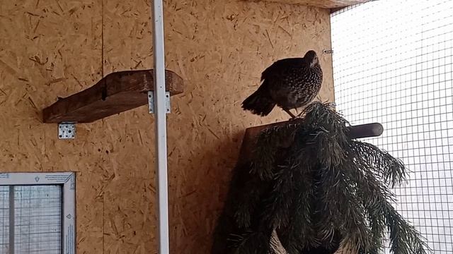 VID_20220127_155027 Трагопаны Теминка смотреть онлайн