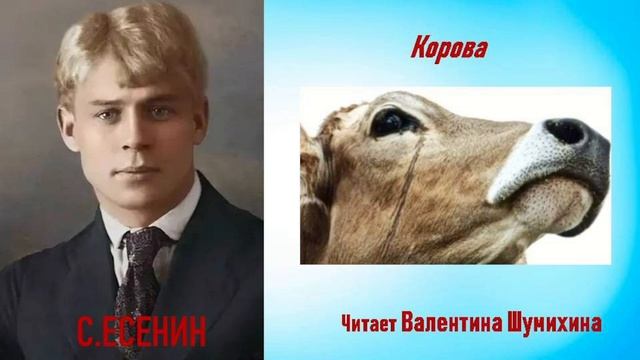 С.Есенин "Корова". Читает Валентина Шумихина.