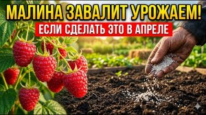 ЭТА ПОДКОРМКА МАЛИНЫ — СЕКРЕТ УРОЖАЯ! НЕ СДЕЛАЕШЬ — ОСТАНЕШЬСЯ НИ С ЧЕМ