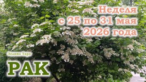 РАК | ТАРО прогноз на неделю с 25 по 31 мая 2026 года