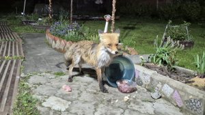 (1281) Лиса приходит в гости. Май 2026