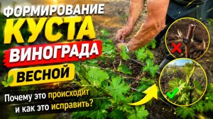 ФОРМИРОВАНИЕ КУСТА ВИНОГРАДА ВЕСНОЙ