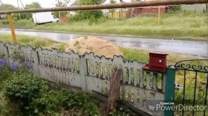 Подкормила лук и чеснок / Долгожданный дождь.