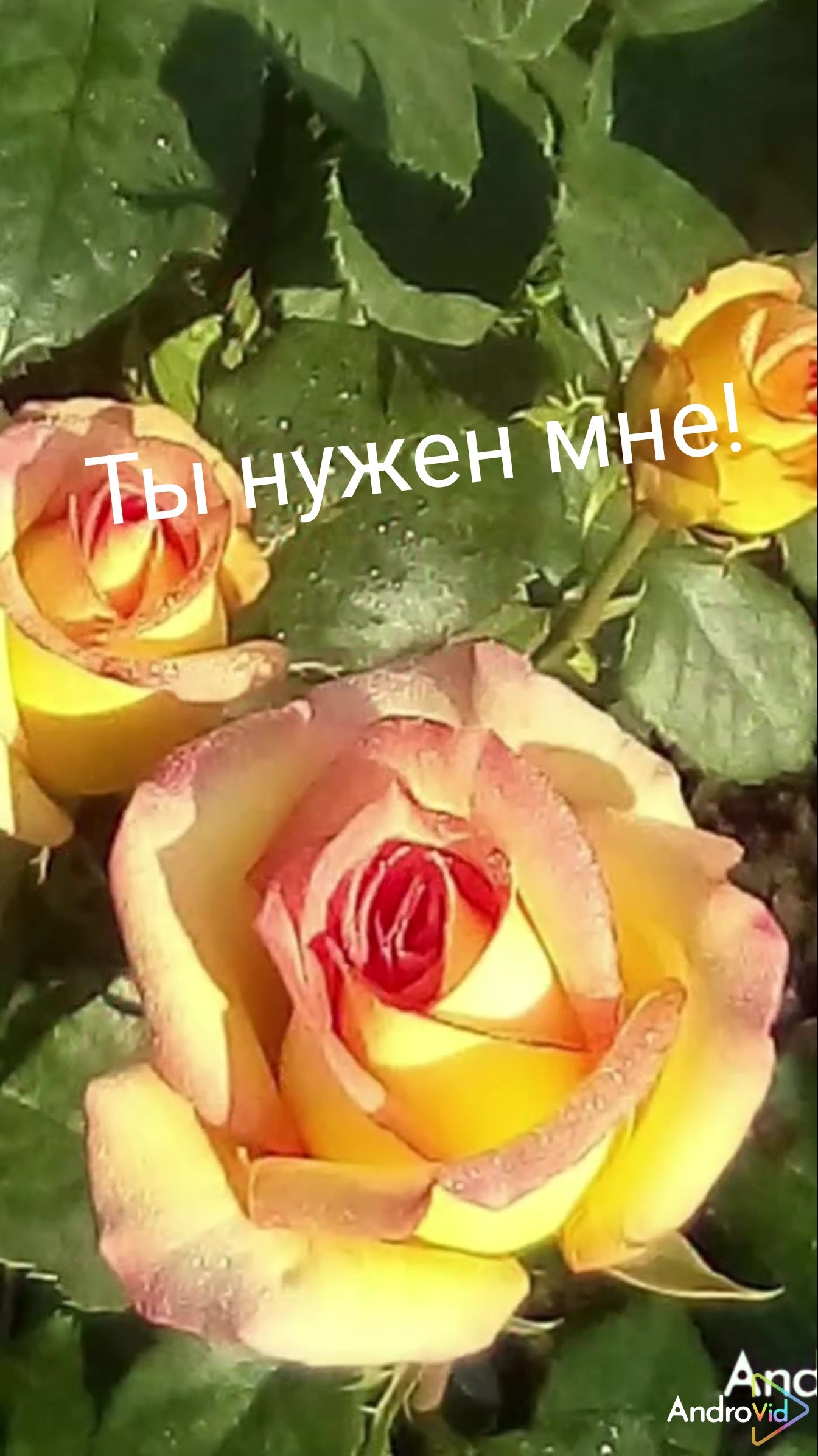 Ты нужен мне.. Любовь и розы! 🌹 25-05-2026