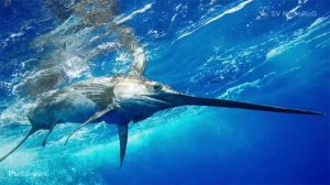 Какой максимальной скорости может достигать Рыба-меч (Swordfish) — Xiphias gladius Linnaeus, 1758 ?