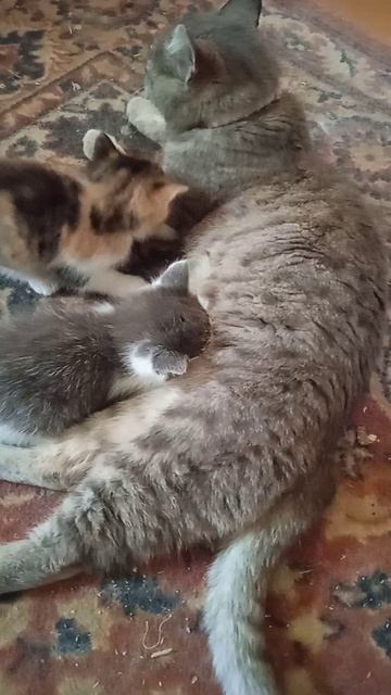 Кошка Мурка кормит котят молоком