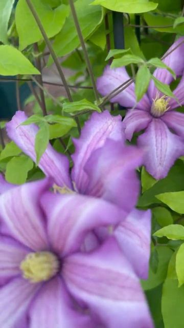 Клематисы зацветают💜🌿💜🌿💜