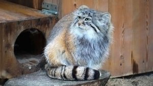Хмурый Жора, опытная Ласточка, Снежинка и дежурный по аллее манулов вышли встречать кормилицу.