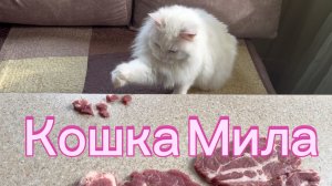 Кошка Мила 😊 Добывает еду 😃