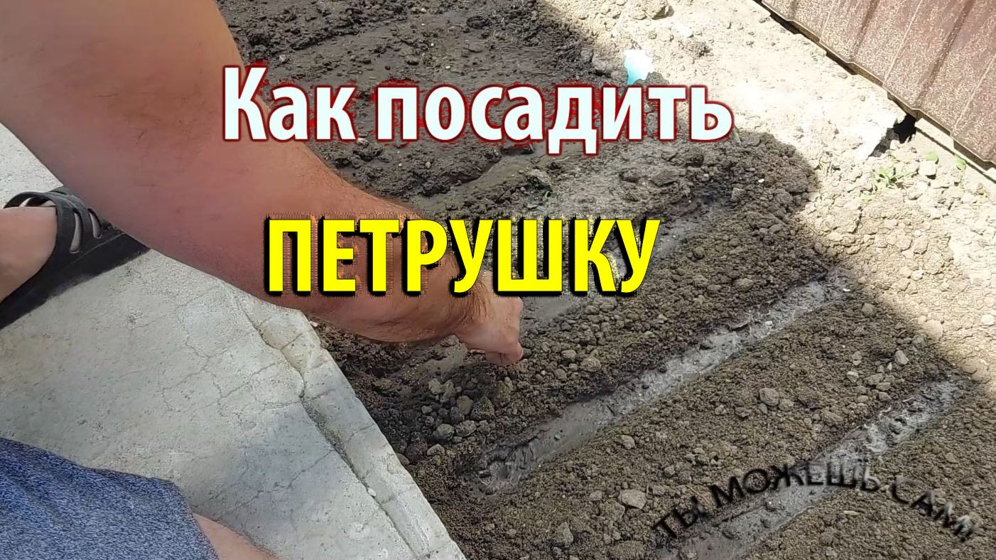 Как посадить петрушку в открытый грунт семенами