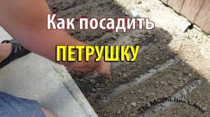 Как посадить петрушку в открытый грунт семенами