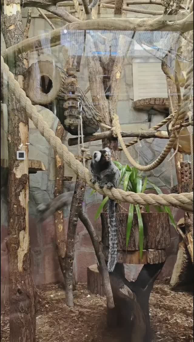 Лемуры 😊 смотреть онлайн
