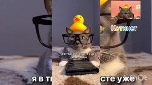 Эфир канала Котинет