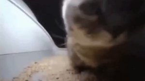 Кот танцует под Chipi-Chipi-Chapa-Chapa 5 мин