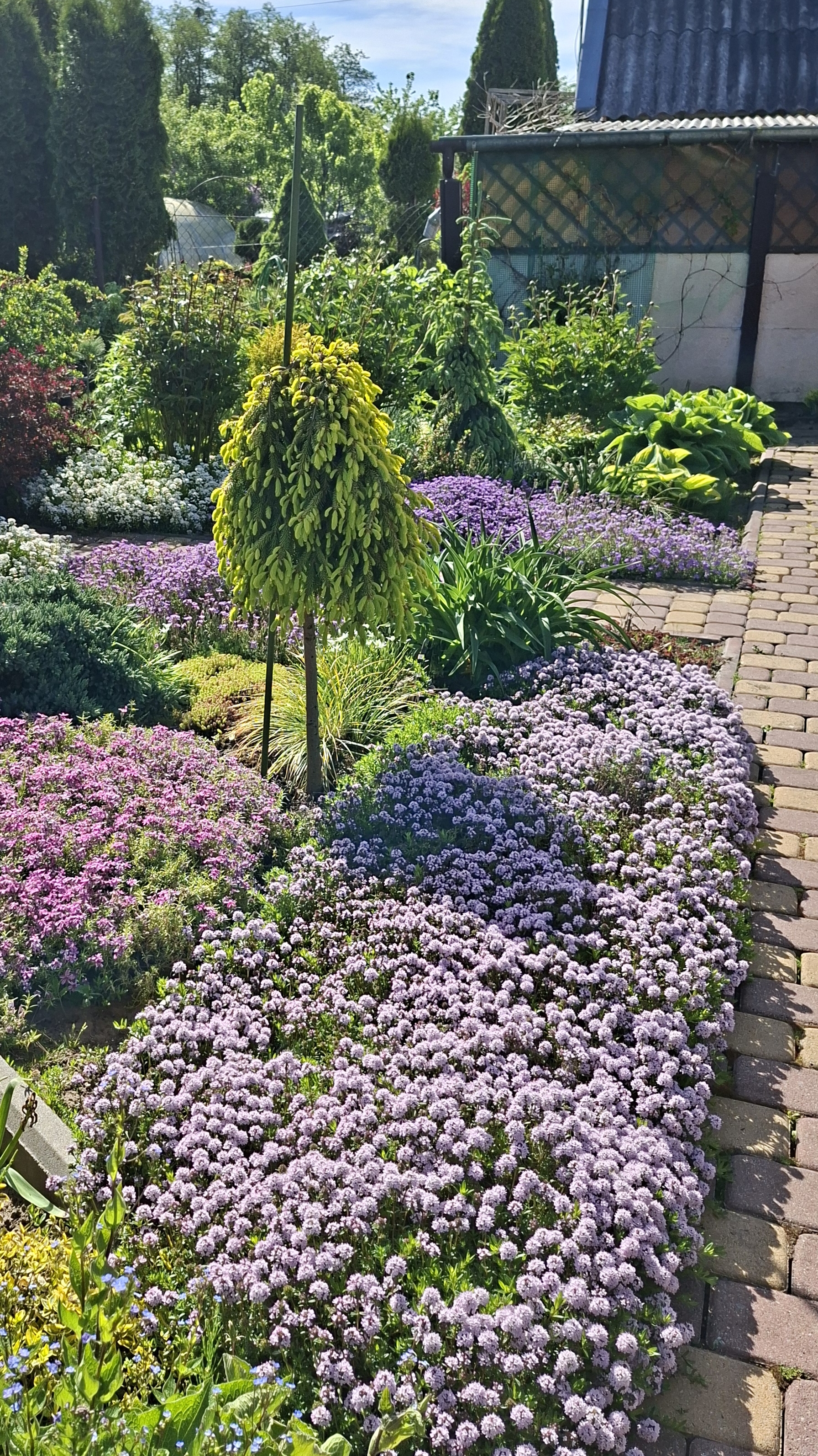 Майские краски сада💜🌸🤍#тимьян#флокс#иберис#обриета