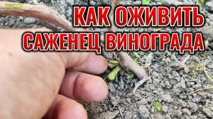 Виноград не проснулся весной? Не спешите выбрасывать! Как ОЖИВИТЬ саженец ВИНОГРАДА весной?