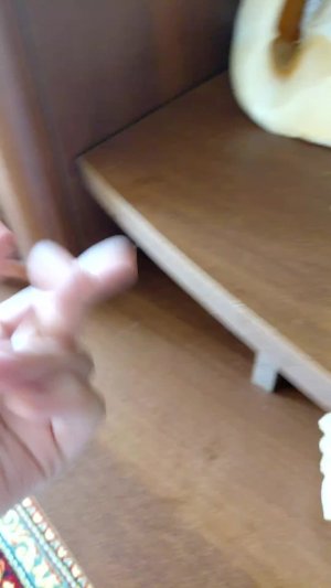 путишествия сквиш собаки