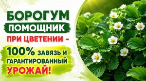 Чем подкормить клубнику?