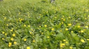 МОРЕ одуванчиков, пора косить🌼🌼🌼