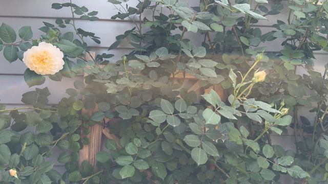 Прогулка по саду🌿🌿🌿 25 мая 26г. Пионы, розы, клематисы🌿 смотреть онлайн