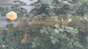 Прогулка по саду🌿🌿🌿 25 мая 26г. Пионы, розы, клематисы🌿