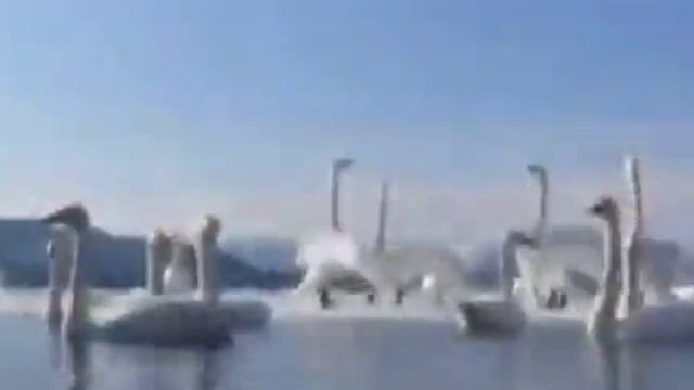 КОМЕДИЯ РОК Волшебница Моя!))