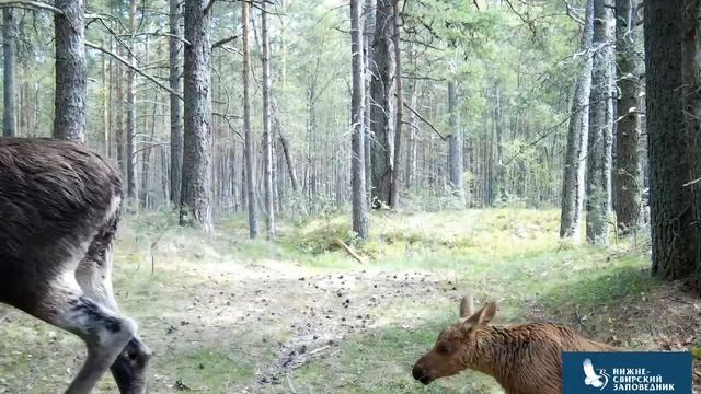 🫎Первые шаги в лесную жизнь