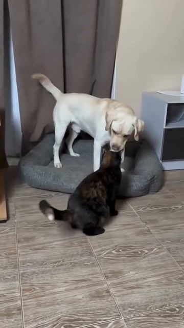 Котики смотреть онлайн