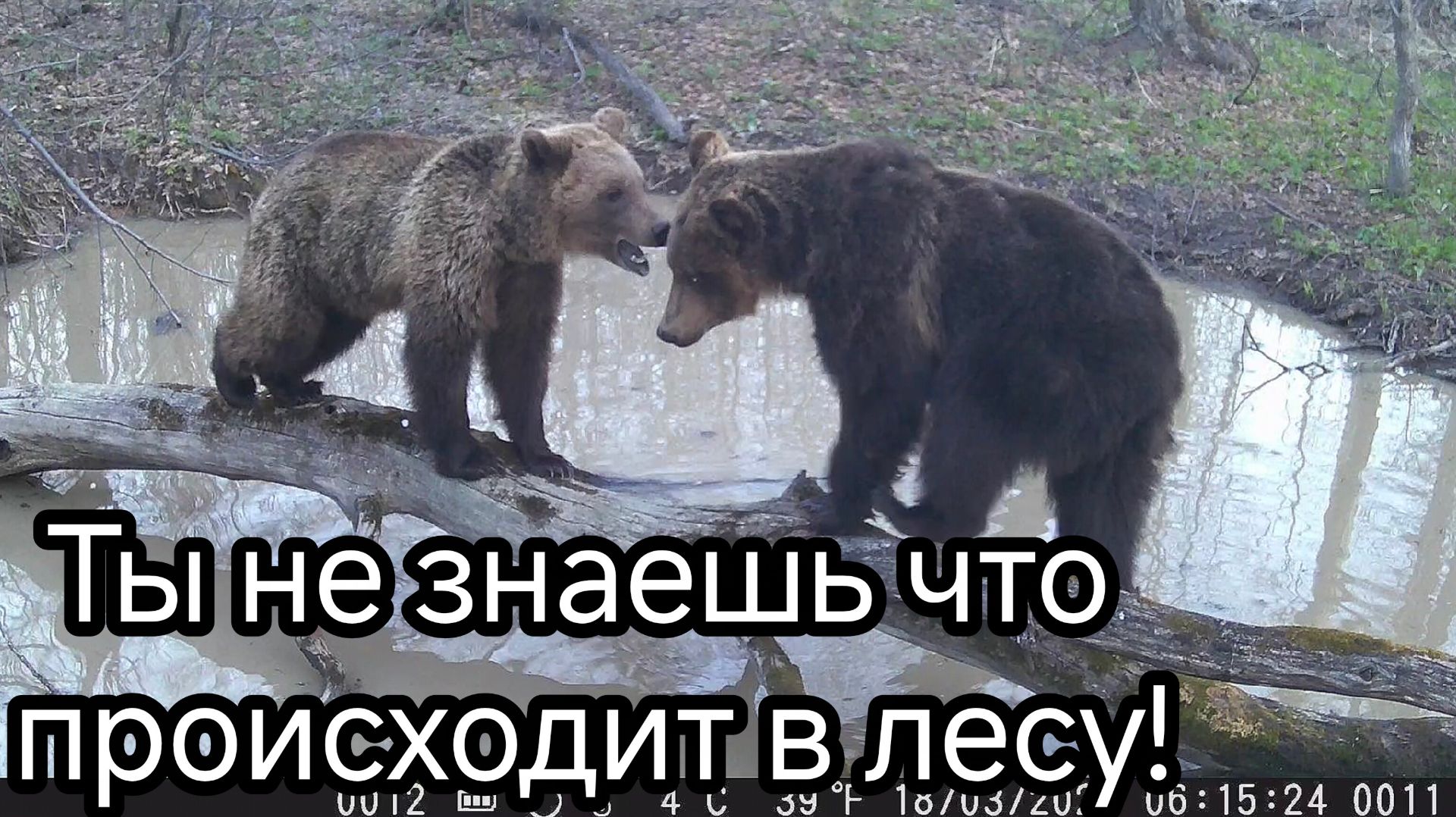 Медведи как в цирке ходят по бревну над водой.