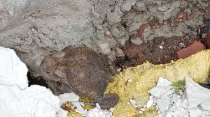 Неожиданно выскочила толстая жаба 🐸