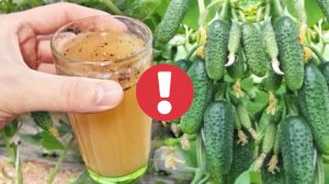 1 стакан в июле и огурцы сразу обильно заплодоносят!