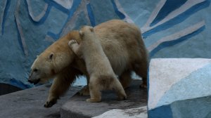 Медвежонок настойчиво просит молочка..