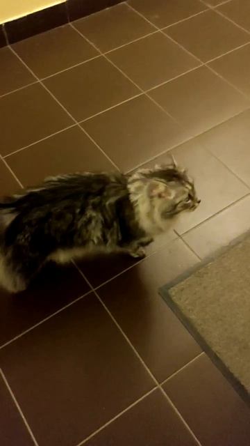 Чисто мой кот гуляет по коридору