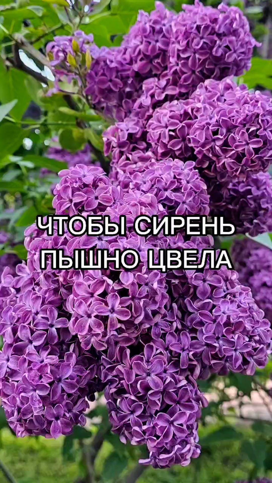 Сделайте это и сирень будет ПЫШНО ЦВЕСТИ!