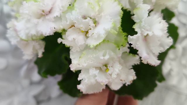 Фиалки. Миниатюры