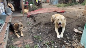 Жизнь в развалюхе Попробуйте не рассмеяться