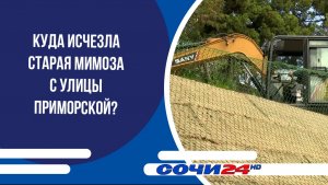 Куда исчезла старая мимоза с улицы Приморской?