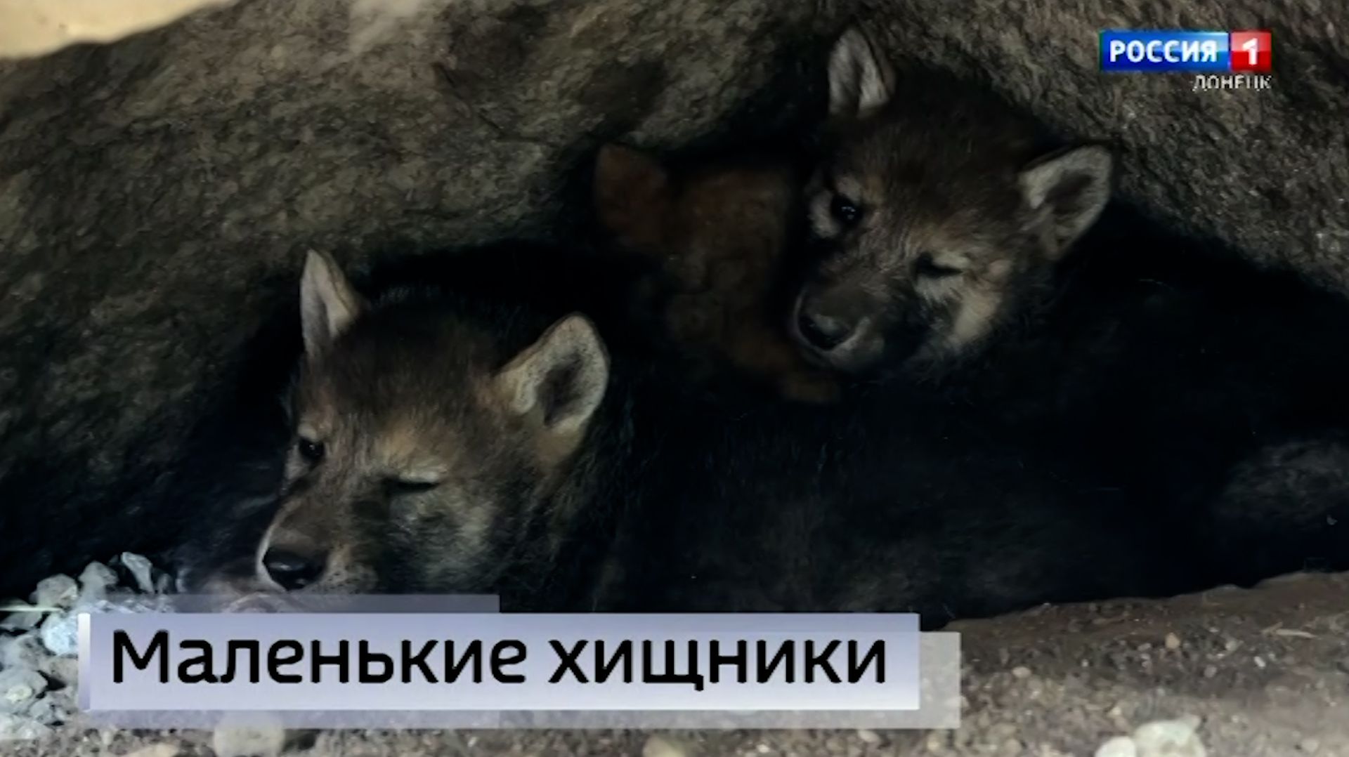В зоопарке Мариуполя пополнение смотреть онлайн