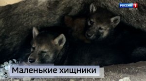 В зоопарке Мариуполя пополнение
