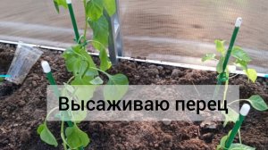 Высаживаю рассаду сладкого перца в новую теплицу 😁