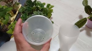 Комнатные цветы. Какие буду пересаживать.